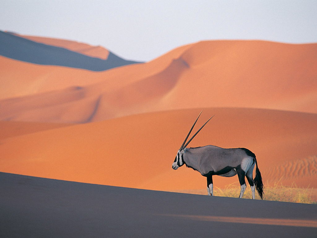 Oryx+Antelope.jpg