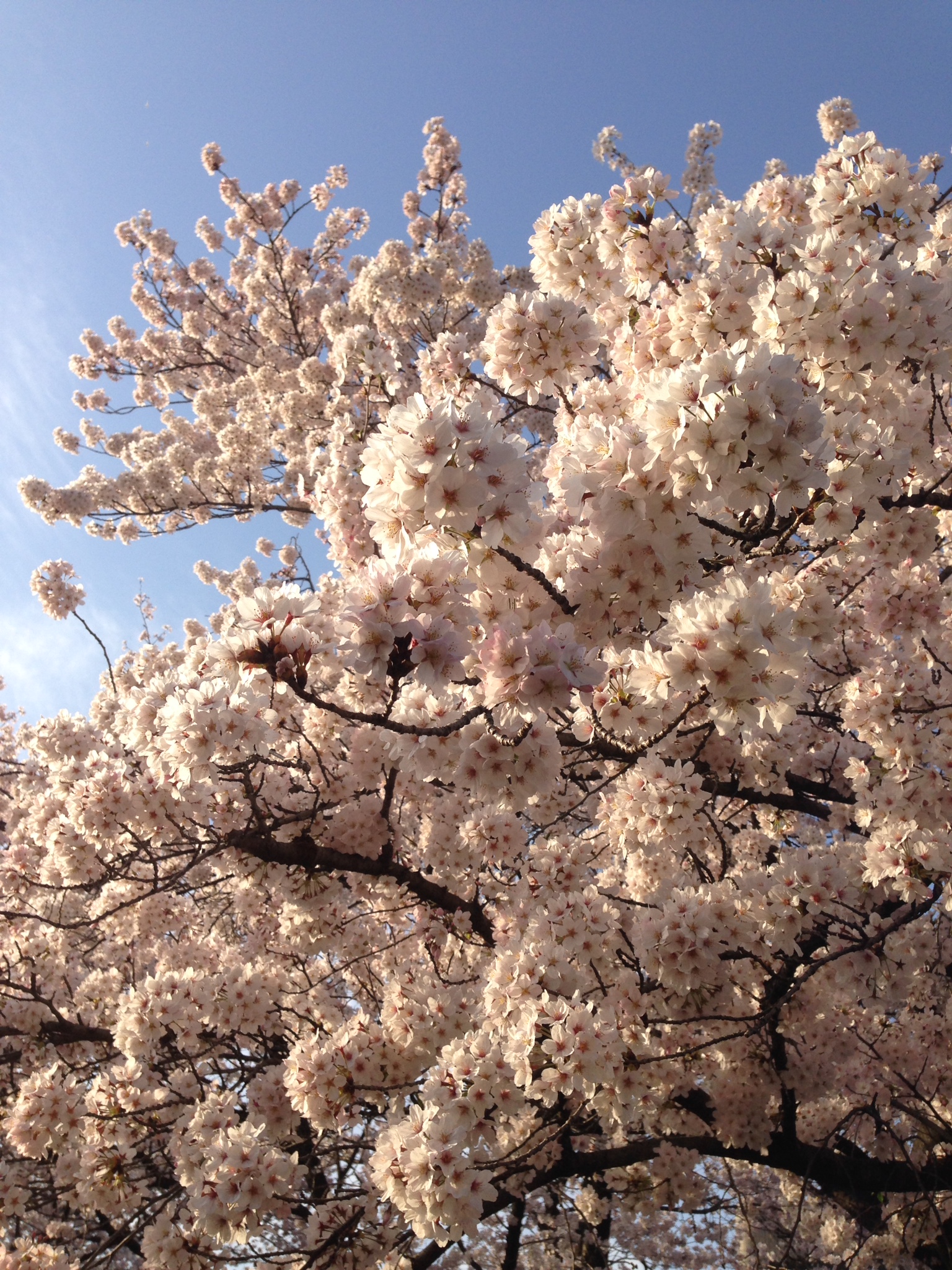 川越の春をご紹介 氷川神社の桜道 スタッフブログ 株式会社みやこ不動産